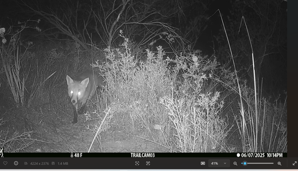 Foxes were observed on several different nights