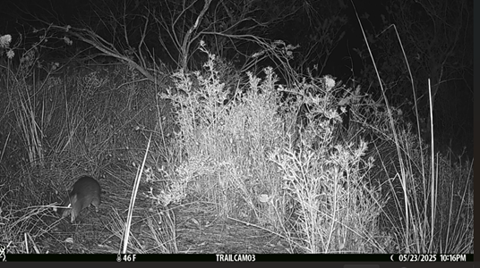 An image of a quenda was captured at 10.16pm on June 23