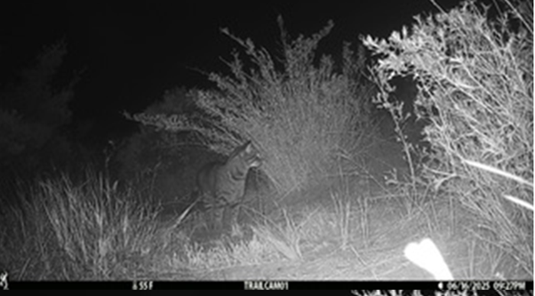 Foxes were observed on several different nights